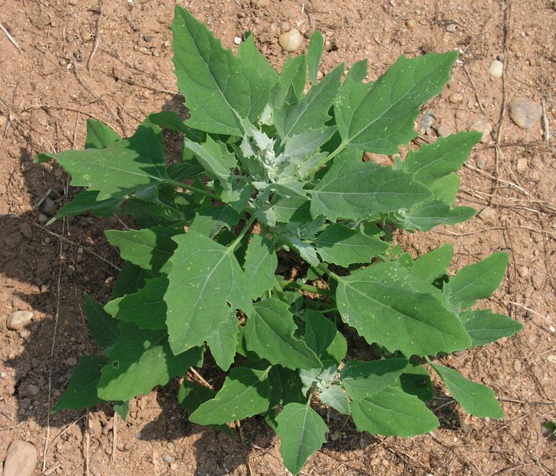 Lamb's Quarters – Seedling