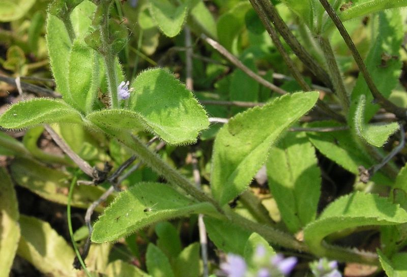 Common Speedwell – Leaves