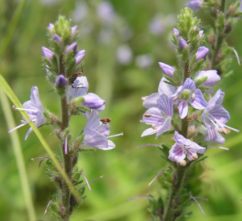 Common Speedwell – Spikes