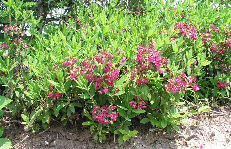 Sheep Laurel – Flowering Plant