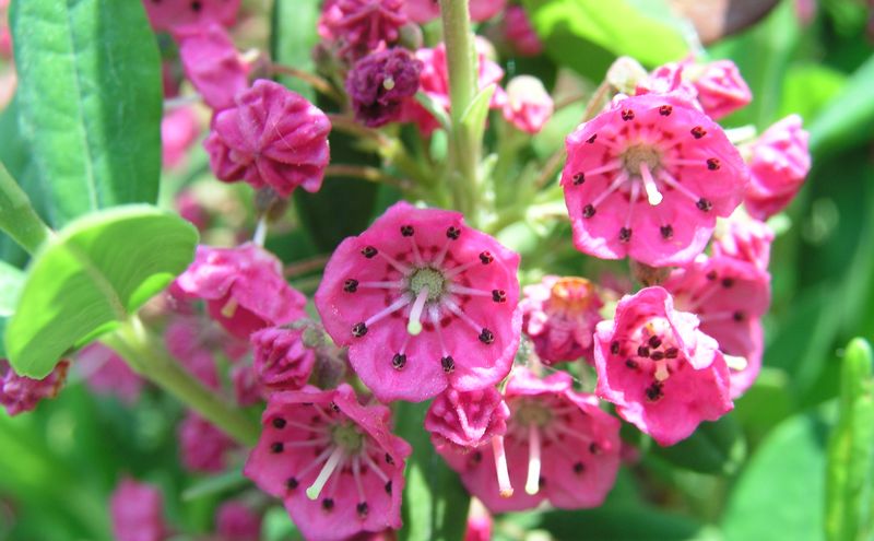Sheep Laurel – Flower Cluster