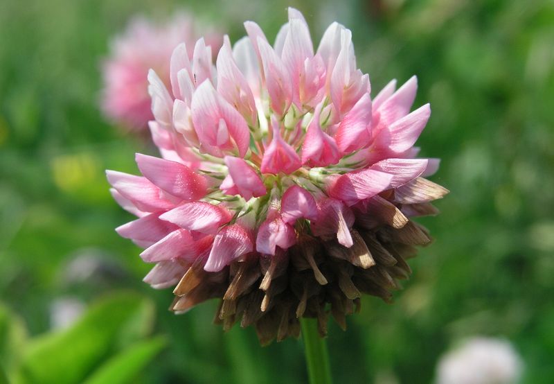 Red and White Clover – White Flower