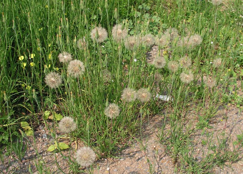 Meadow Goat's Beard – Infestation