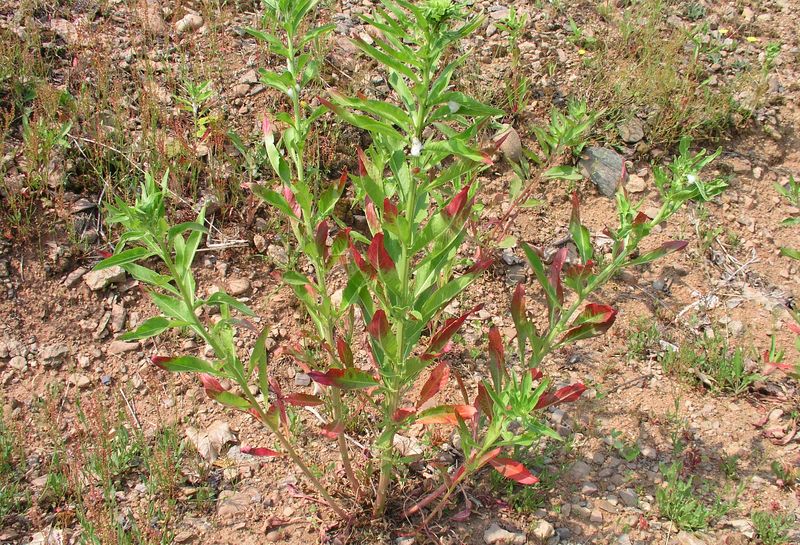Yellow Evening Primrose – Plant