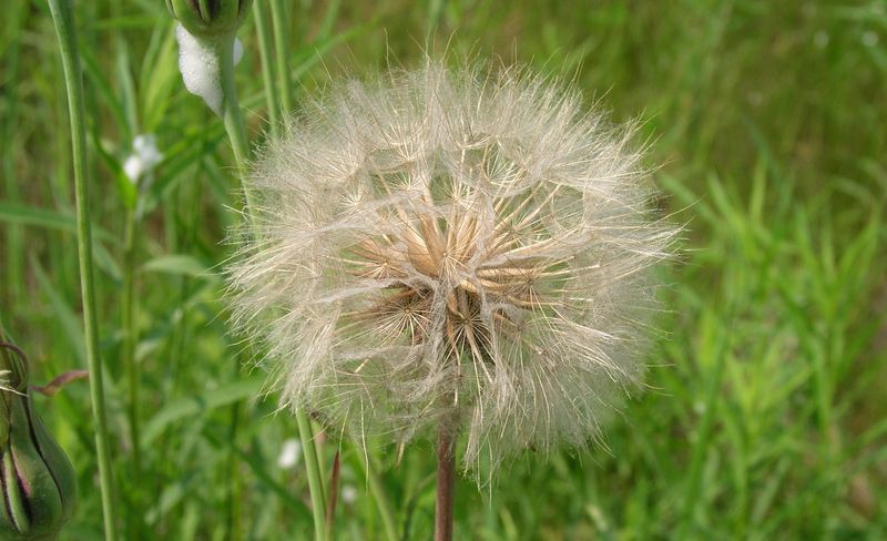 Meadow Goat's Beard – Mature Head