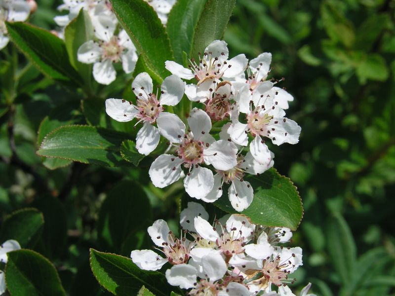 Black Chokeberry – Flowering Branch