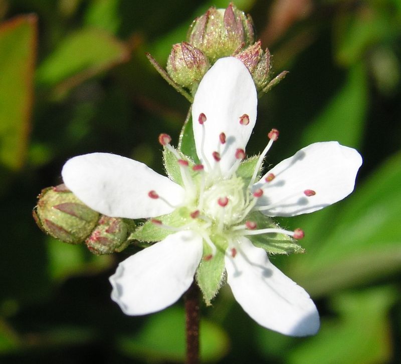 Three-toothed Cinquefoil – Flower