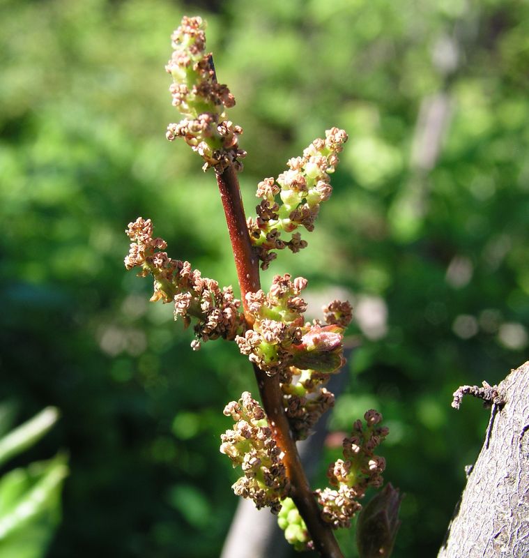 Bayberry – Staminate