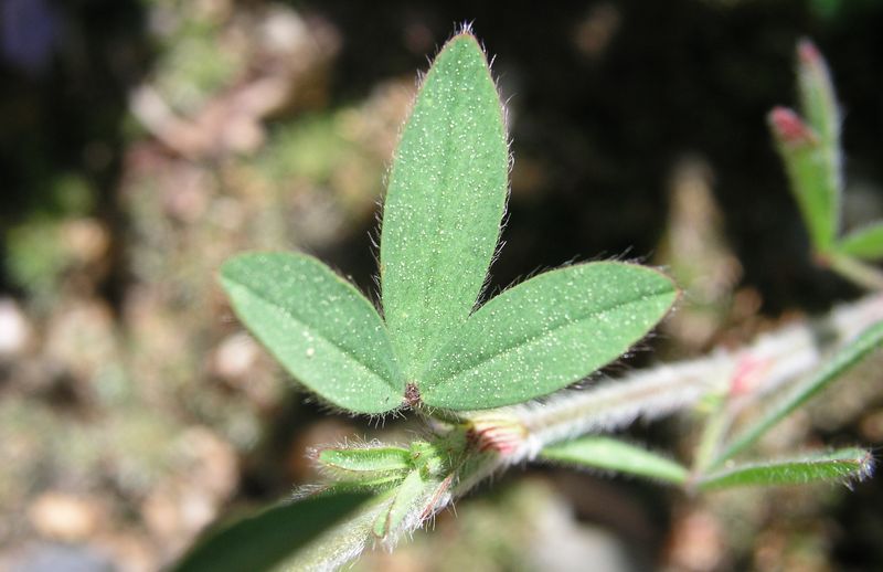Rabbit-Foot Clover – Compound Leaf