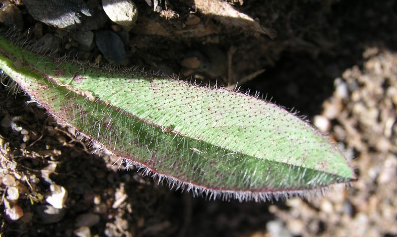 Orange Hawkweed – Leaf