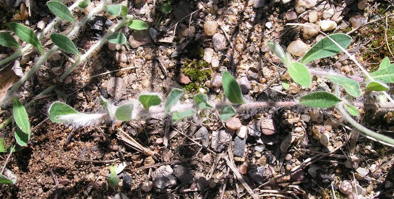 Yellow Hawkweed Spreading Plants