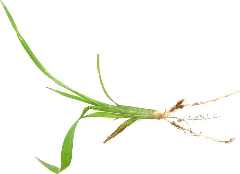 Barnyard Grass – Seedling