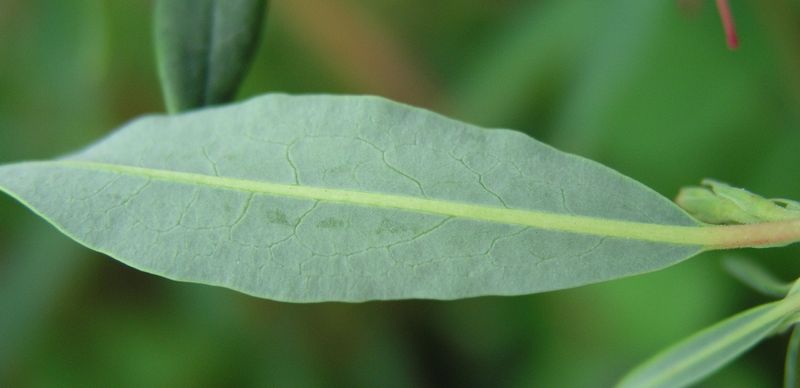 Sheep Laurel – Leaf