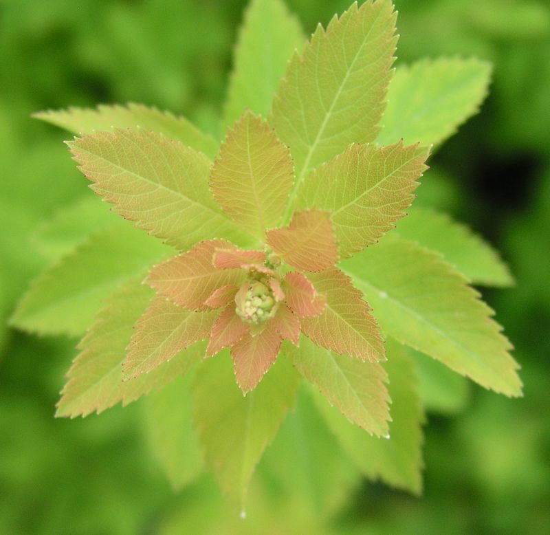 Hardhack – Leaves
