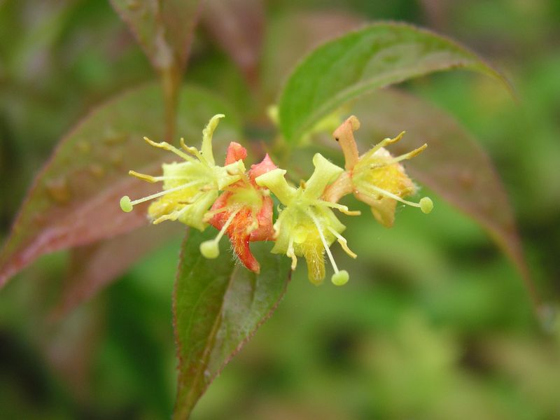 Bush Honeysuckle – Flowers