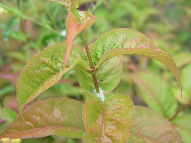 Bush Honeysuckle – Opposite Leaves