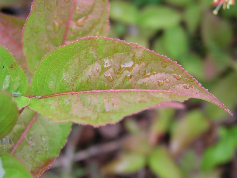 Bush Honeysuckle – Leaf