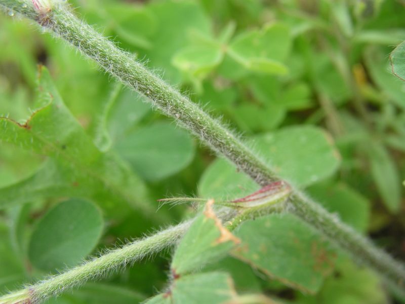 Rabbit-Foot Clover – Hairy Stem