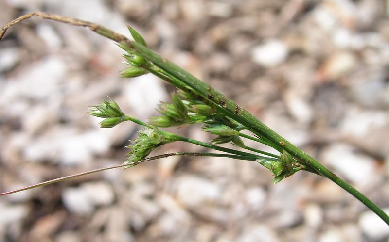 Slender Rush – Stalk
