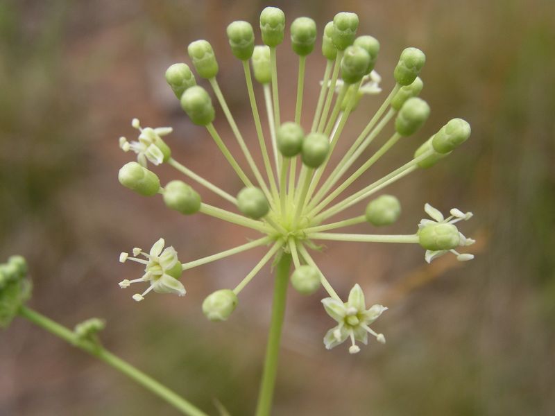 Bristly Sarsparilla – Early Flower