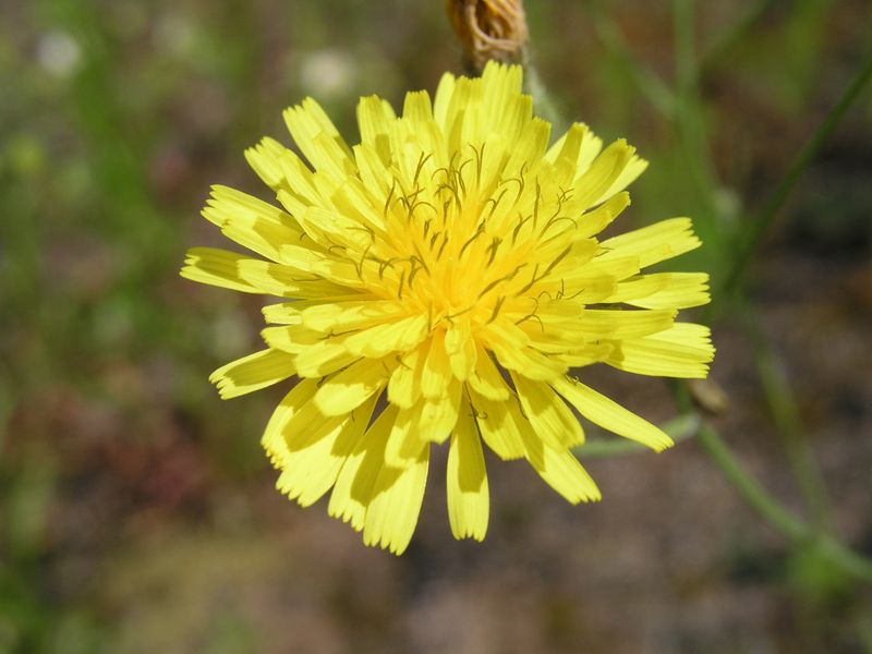 Yellow Devil Hawkweed – Flower