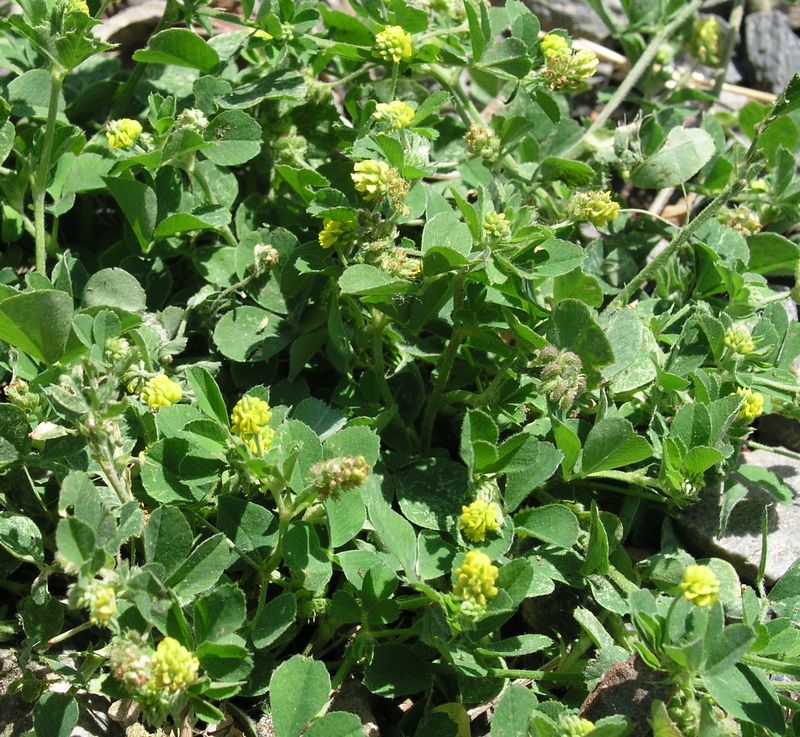 Black Medick – Mature Plant