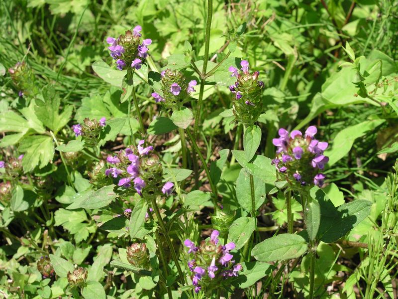 Heal All – Mature Plant
