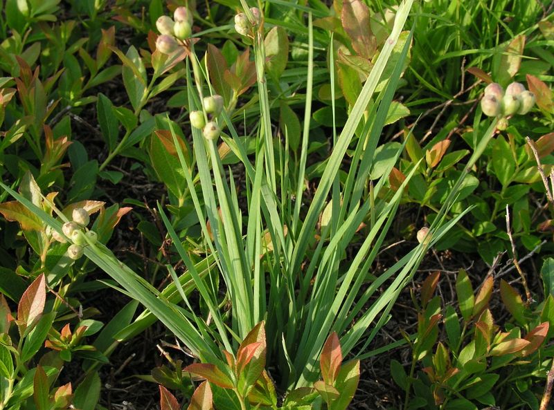 Little Blue-Eyed Grass – Mature Plant