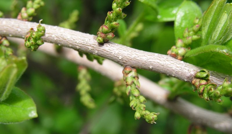 Bayberry – Pistillate
