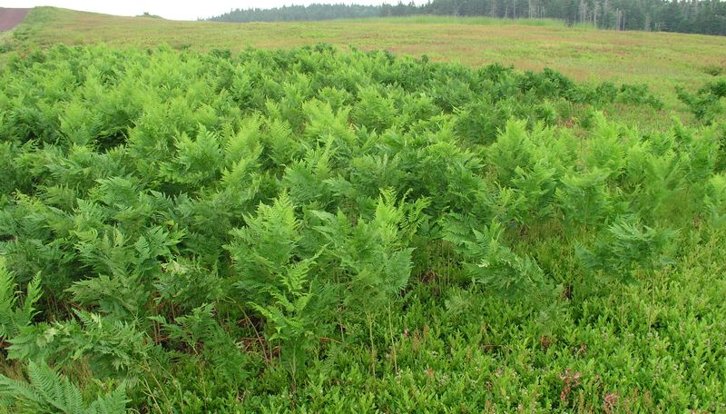 Bracken Fern – Infestation