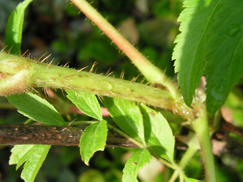 Bristly Sarsparilla – Bristles