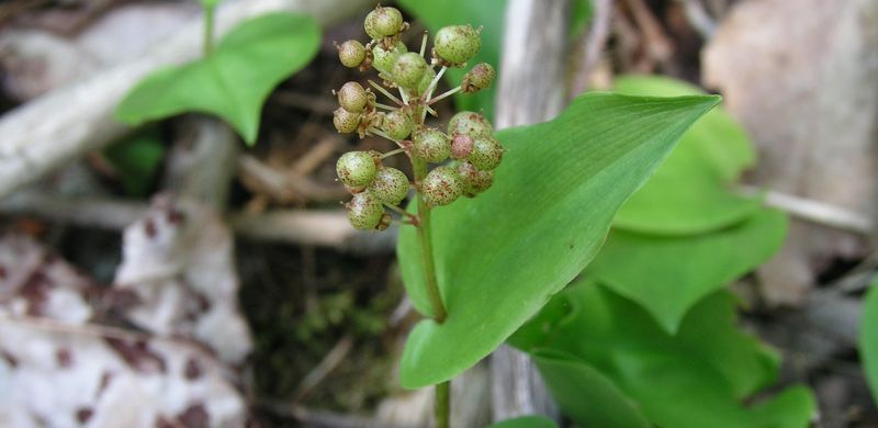 Wild Lily Of The Valley – Early Fruit