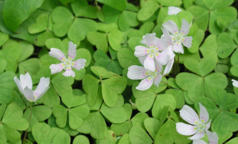 Wood Sorrel Plant