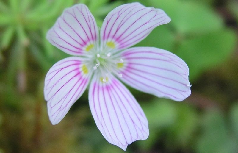 Wood Sorrel