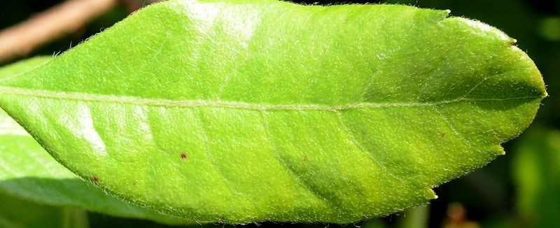 Bayberry – Leaf