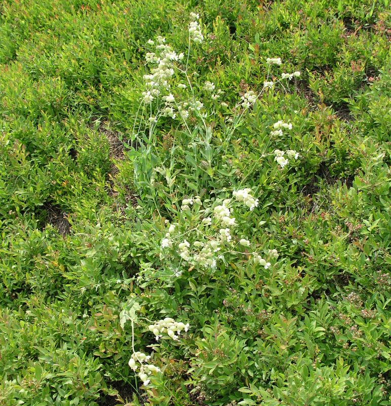 Bladder Campion – Mature Plants