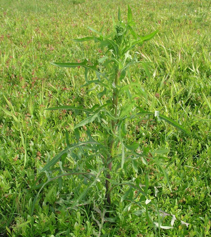 Canada Lettuce – Immature Plant