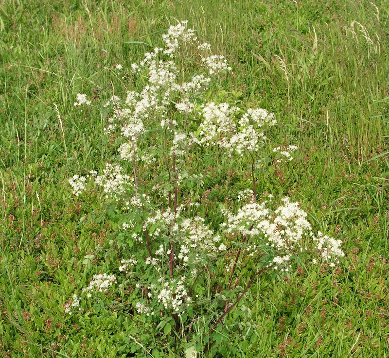 Meadow Rue – Mature Plant