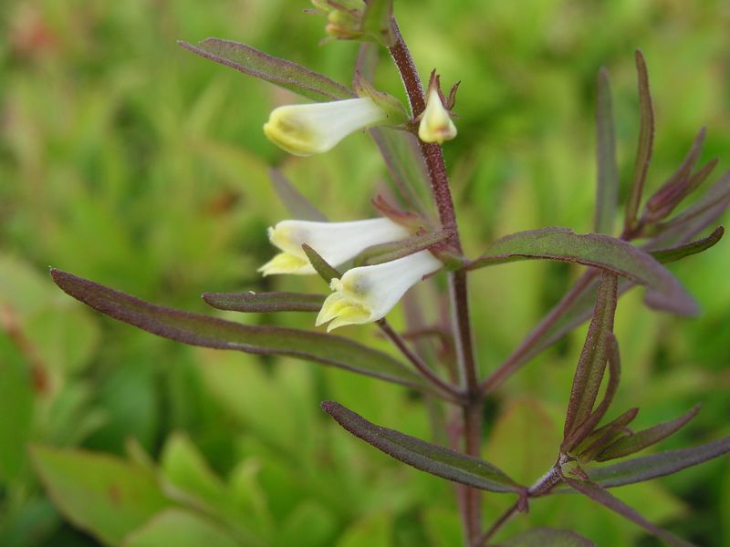 Cow Wheat – Flower