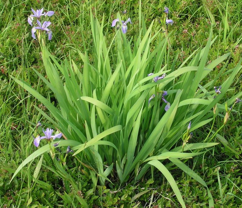 Blue Flag – Mature Plant