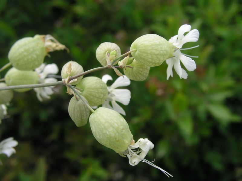 Bladder Campion – Flower Cluster