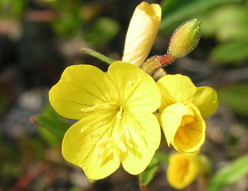 Sundrops – Flower