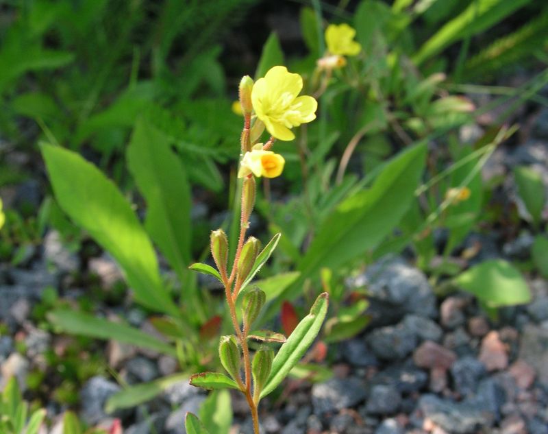 Sundrops – Flowering Plant