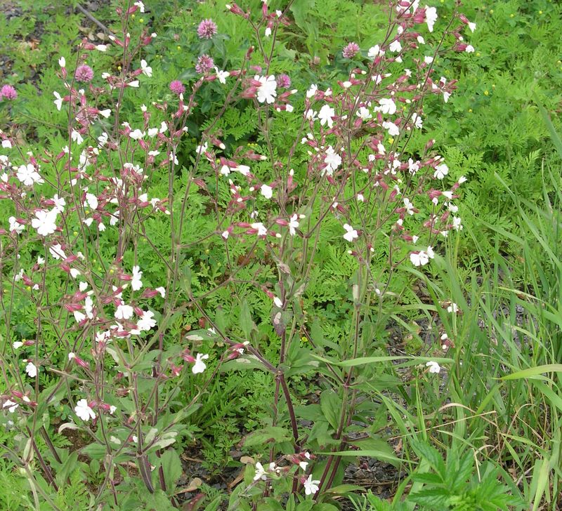 White Cockle – Mature Plant