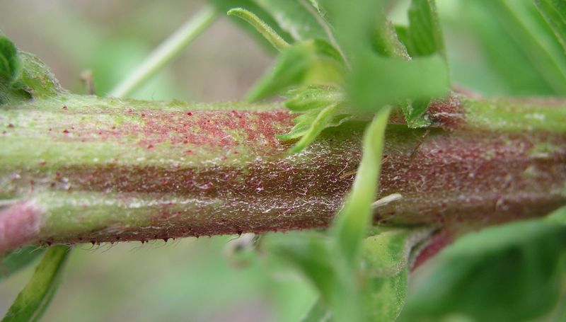 Yellow Evening Primrose – Stem