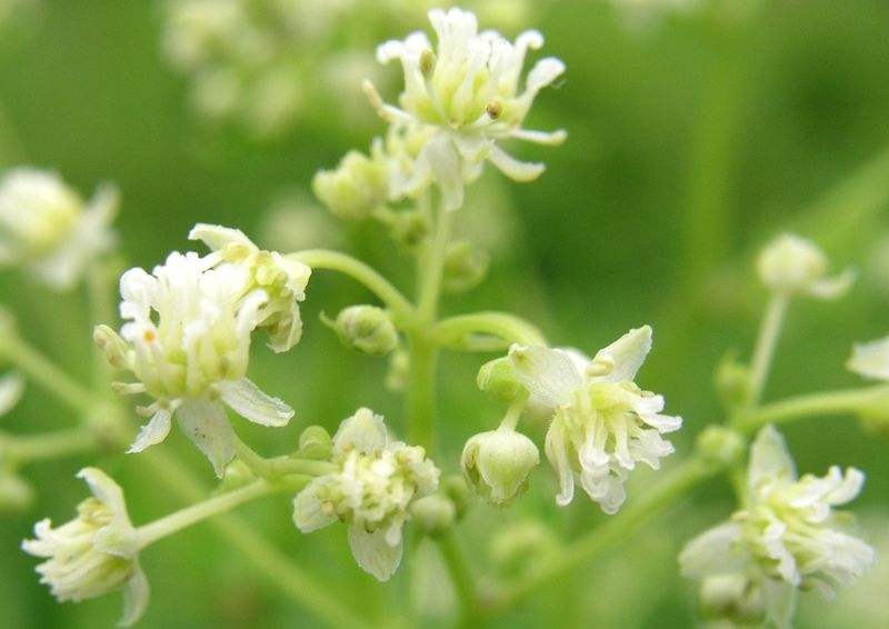 Meadow Rue – Pistillate