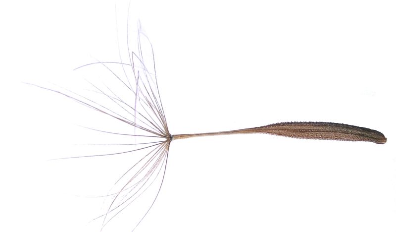 Meadow Goat's Beard – Pappus