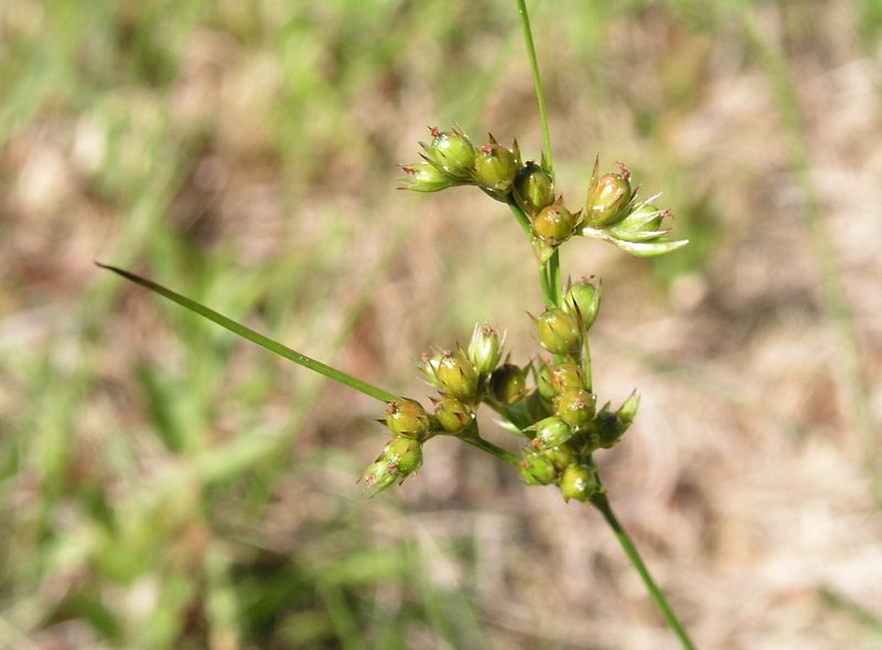 Slender Rush – Seed Capsules