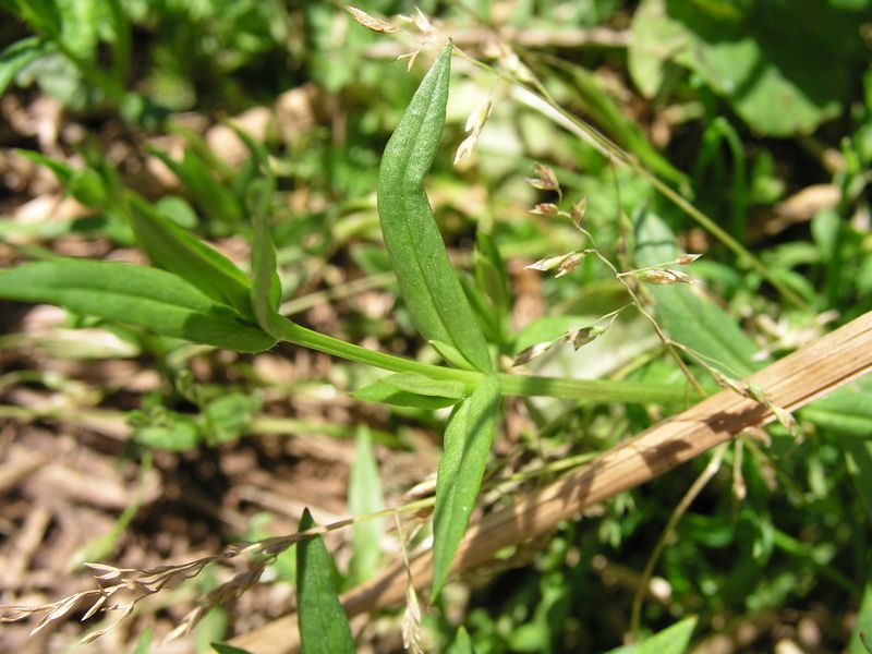 Grass Leaved Stitchwort – Leaf