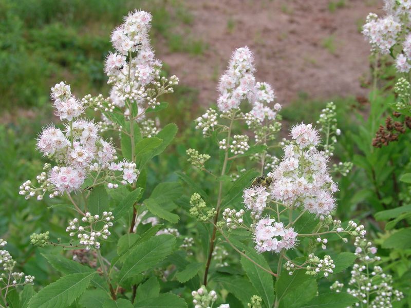 Broad Leaved Meadowsweet – Flowering Head